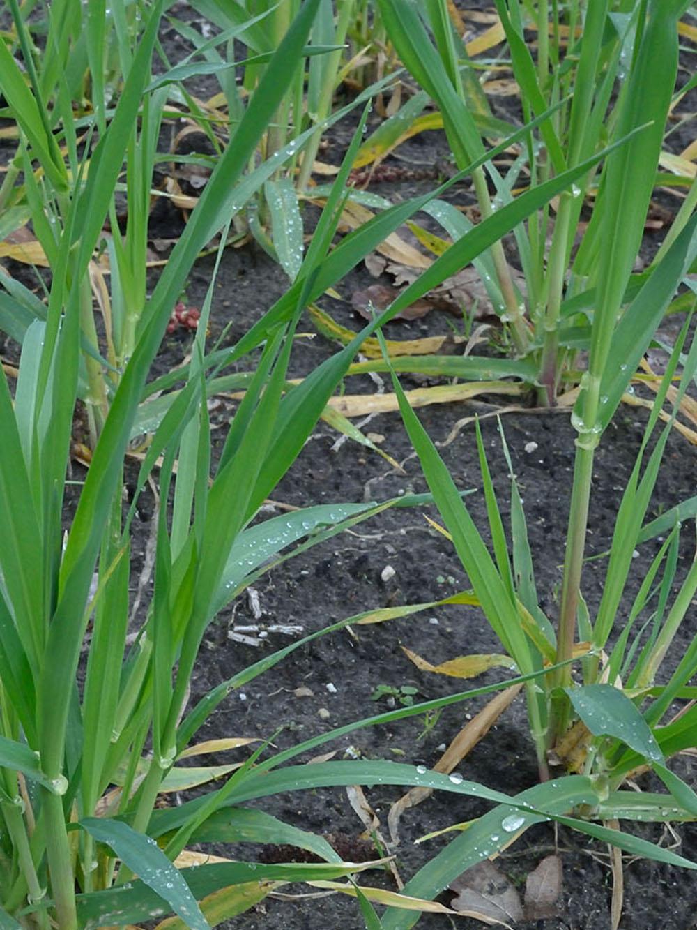 Winter Barley